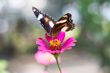 Butterflies in a beautiful flower garden