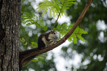 Squirrel  is eating nut and sitting on the branch in the public park