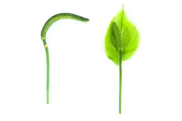 Pinellia ternata white background in studio