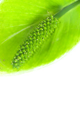 Pinellia ternata white background in studio