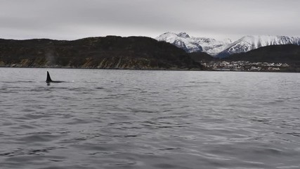 orcas and humpback whales hunting for herrings in the fjords of Norway in winter