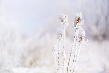 Snowy dry thistle plant. Nature in winter