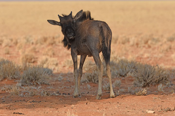 jungens Streifengnu (Connochaetes taurinus) im Namib-Naukluft-Nationalpark in Namibia