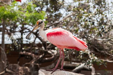 Pink spoonbill in nature near river,