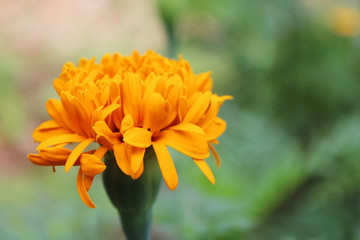 One marigold flower