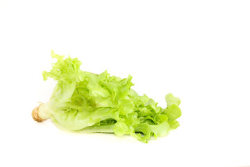 Salad leaf. Lettuce isolated Close up