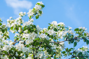 Apple tree blooms in spring