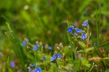 flowers forget-me-nots in a meadow