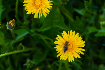 beautiful yellow dandelions in the natural environment