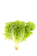 Salad leaf. Lettuce isolated Close up