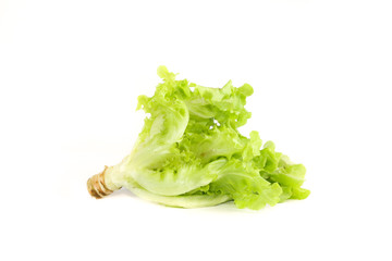 Salad leaf. Lettuce isolated Close up