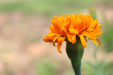 Fototapeta premium One marigold flower