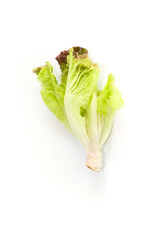 Salad leaf. Lettuce isolated Close up