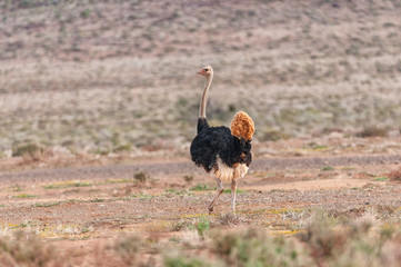 Naklejka premium Male ostrich running in the Tankwa Karoo