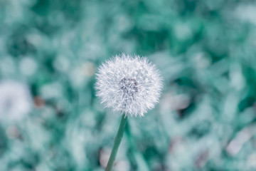 White dandelion on blue background, natural background, selective focus