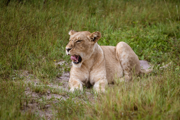 Beautiful Lion Caesar in the golden grass of Masai Mara, Kenya