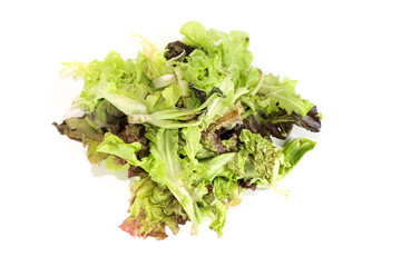 Salad leaf. Lettuce isolated Close up