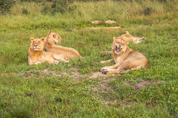 Beautiful Lion Caesar in the golden grass of Masai Mara, Kenya
