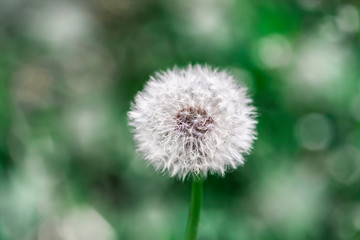 White dandelion on green background, natural background