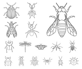 Vector illustration of insect and fly icon. Collection of insect and element stock vector illustration.