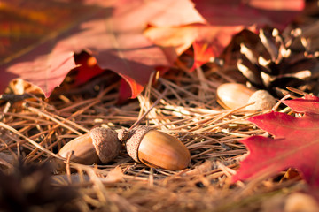 Acorns, cones and maple leaves on the fir-needles in the forest in Autumn