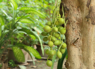 Burmese Grape green at garden