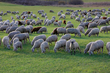 Hausschaf Herde auf Weide, Bayern, Deutschland