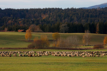 Hausschaf Herde auf Weide, Bayern, Deutschland
