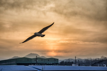 Seagull