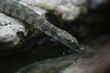 Würfelnatter (Natrix tessellata)