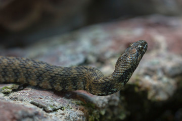 Würfelnatter (Natrix tessellata)