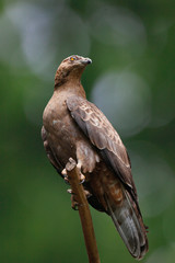 Steinadler (Aquila chrysaetos)