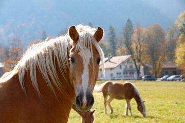 Haflinger Pferd auf Weide
