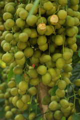 Burmese Grape green at garden