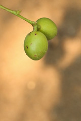 Burmese Grape green at garden