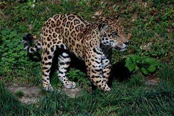 Jaguar (Panthera onca) Raubkatze