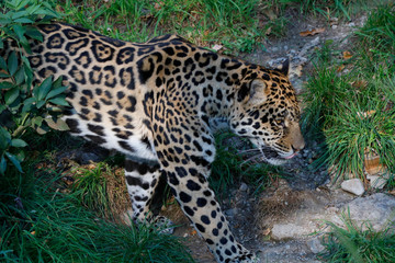 Jaguar (Panthera onca) Raubkatze