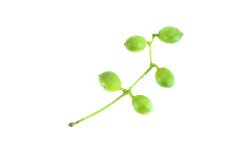 Obraz premium Burmese Grape green Close up