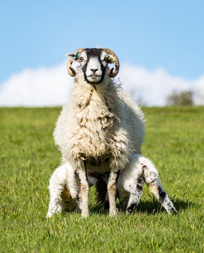 Mother Ewe Sheep Suckling Twins In A Green Lush Field