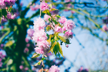 Cherry tree in full bloom