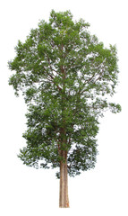 Obraz premium Irvingia malayana