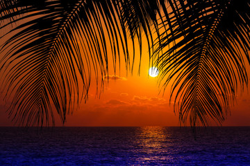 Naklejka na ściany i meble palm trees and amazing cloudy sky on sunset