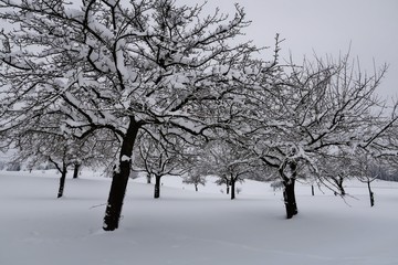 Verschneite Obstbäume