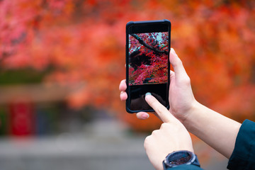 Autumn mood - Man is taking a photo on smartphone autumn maple leave