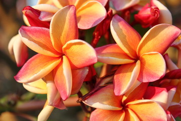 Fototapeta na wymiar the colorful plumeria in the garden