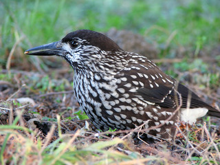 Bird Nucifraga caryocatactes in search of food