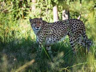Cheetah walks through long grass in savannah Acinonyx jubatus