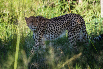 Cheetah walks through long grass in savannah Acinonyx jubatus
