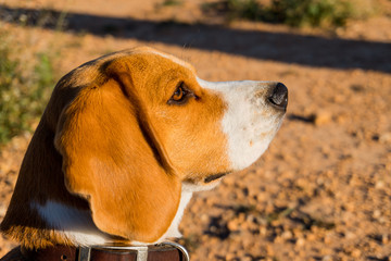 Beagle's profile shot