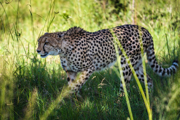 Cheetah walks through long grass in savannah Acinonyx jubatus
